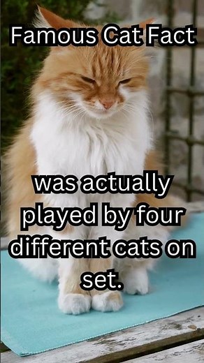 Alien Who Was the Cat in the 1st Alien Movie - Jonesy. #cat #catlover #cats #movies #famouscat