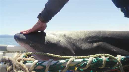 1.2K views · 25 reactions | Join us for Sharktoberfest at Oregon...