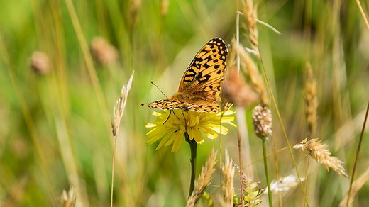 We released hundreds of Oregon silverspot butterflies last week to help give these rare pollinators a chance at survival. | Oregon Zoo