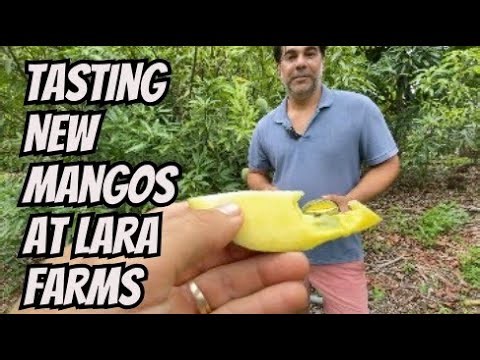 Tasting New Mangos At Lara Farms