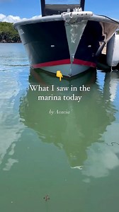 Fascinating what you can find...Marinas may not be your first thought when it comes to Great Barrier Reef wildlife, but they can be incredible little hubs of life. So, before you even board your boat, take a quick peek over the side—you never know what you might see. Take these juvenile batfish, for example. They cleverly mimic brown leaves drifting in the water to fool predators. As they grow, they’ll shed this clever disguise, adopt their iconic striped appearance, and venture into deeper wate