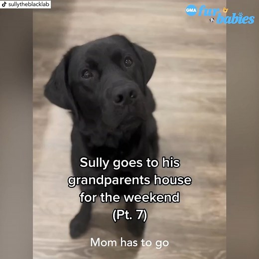 This Black Labrador has the cutest reaction when told he's going to see his grandparents! 😍 Sully the Black Lab https://gma.abc/3zg6D8k | Good Morning America