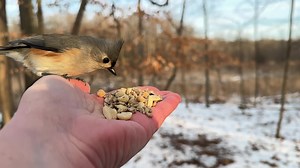 88K views · 4.1K reactions | Tufted Titmice, a Black-capped Chickadee, and a Downy Woodpecker visit the Hand of Snacks. This time of year the bird tootsies feel like ice. I usually don’t wear gloves because some birds don’t like to land on the fabric, so I am very glad for my handwarmers | Jocelyn Anderson Photography | Facebook