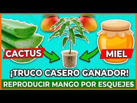 Cómo propagar Mango desde una simple rama | Método infalible