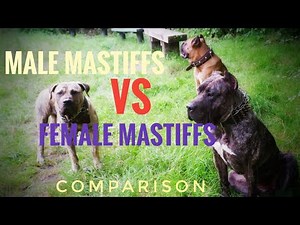 The Differences Between Male & Female Mastiffs & Behind The Scenes | 4k | Mastiff Dog Topics
