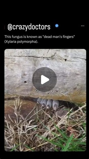 Neutrophils Beyond Healing | "Dead man's fingers" (Xylaria polymorpha) is a fungus that resembles blackened human fingers protruding from the ground. It grows on... | Instagram