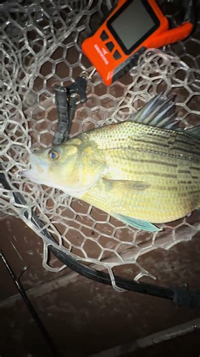 Biggest White Bass I’ve Ever Seen