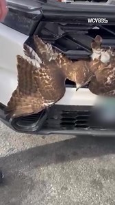 A hawk is alive and recovering after it was hit by a car in Massachusetts on Thursday, getting stuck in the car's grill. See the incredible photos. | KCRA 3