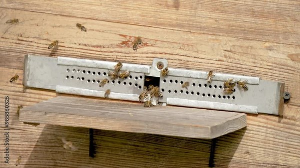 Busy bees family fly around hive entrance. Insects carry honey, work in hive. Apiary, beekeeping, collective work
