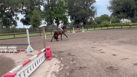 1.4K views · 39 reactions | Cosmo, 14.1 Connemara Stallion owned by Julie Keahey, is here in full training and had his first ever jump school! I would say pretty impressive!! This one is available for breeding! Send me a message if interested! EquiBrew USA Nupafeed USA One K Helmets Briggs Surratt Ovation Riding Mountain Horse USA Romfh Equestrian Apparel Veredus USA | Team Wallace | Facebook