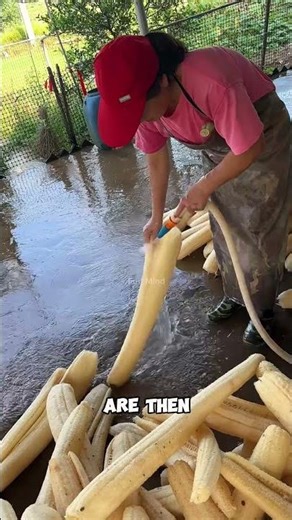 From Ridge Gourd to Natural Loofah — How This Plant Becomes a Steaming Mat and Bath Sponge