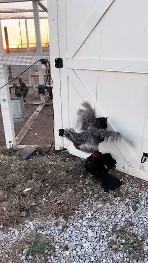 Roosters aren’t the only chickens who fight. In fact some of my nastiest chicken spats have been between hens. #girlfight #peckingorder #throwhands #chickens #chickentok #backyardflock #fyp #foryou #foryoupage