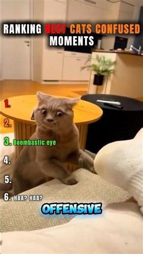 Cat brain loading… ⏳🐱#shorts #cat #animals