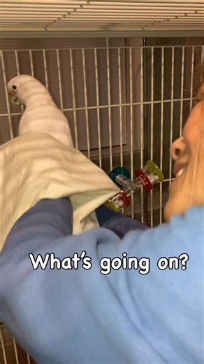 A Day in the Life of Grumpy the Bird Grumpy keeps scratching at his right nostril. He’s been checked out many times by his vet but there is nothing that seems to be causing this. Sometimes the scratching is constant for a few minutes or not at all. I’m supposed to keep his environment as dust free as possible. Part of his treatment is to nebulize Grumpy for 15 minutes twice a week. Hopefully this will help. Grumpy is so good - he never bites when I put him in the bin. Do you think he is a good b