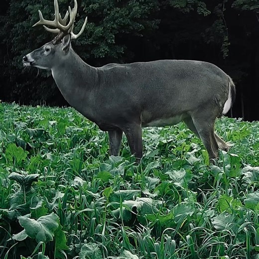 Want a hardy, fast-growing food plot but don’t have heavy equipment? No-Plow from Whitetail Institute is designed for hunters who want results without the hassle: 🌱 Minimal ground prep required ❄️ Extremely tolerant of cold and drought ☀️ Only needs 3-4 hours of sunlight a day ✅ Nutritious attractive blend of forages | Whitetail Institute of North America