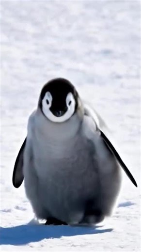 Lonely baby emperor penguin walking #wildlife #animals #penguin