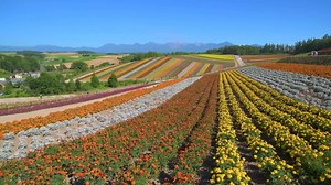 美瑛四季彩の丘のお花畑