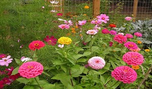 Best Granular Insecticide [Kills Bugs Effectively]