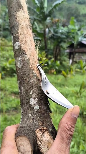 primitive slingshot made with old wooden - spoon trigger mechanism