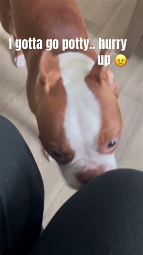 Emergency Poo-mergency 😂😂 #cutepuppy #funnydogs #bostonterrier #lifeisbutadream #bulldog