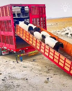 1.2M views · 3K reactions | Don't miss this mesmerizing video of sheep unloading from the truck! | MetDaan Discovery | Facebook