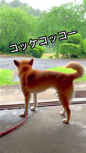 柴犬コロ コケコッコーと鳴く犬😂 #柴犬コロ #可愛い #おもしろ #柴犬 #dog
