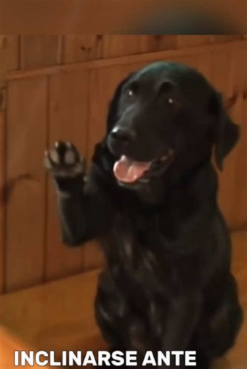 Dog Greets Customers at Café While Training Pups