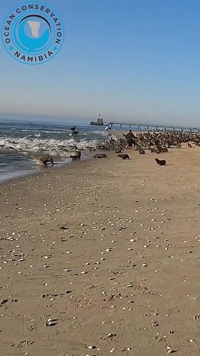 Textiles account for approximately 9% of annual microplastic losses to the oceans. Reuse, reduce, recycle. #ocn #sealrescue