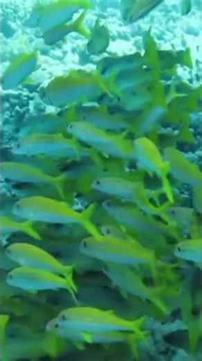 Amazing Underwater Fish World 🐠 | Colorful Marine Life in Crystal Clear Ocean | 4K Nature Video