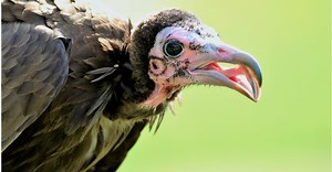 Spooky Nature Facts About Vultures