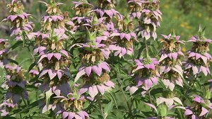 Beautiful, exotic looking layered flowers of Monarda punctata, Spotted Beebalm, a native wildflower blooming in masses in summer sun Stock Video