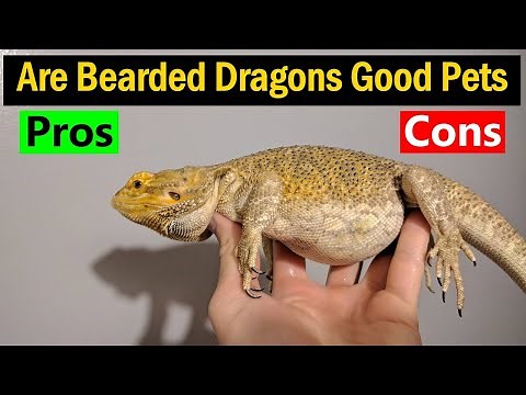 Are Bearded Dragons Good Pets - Pros & Cons