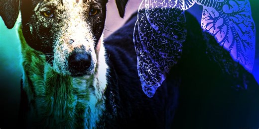 Mysterious dog illness: What is it & how to protect your pup?