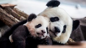 Germany's first baby pandas make their public debut