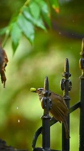188K views · 5.4K reactions | Nature of #Kilinochchi White-browed bulbul PDevMukund Photography #வன்னி #SriLanka , #nikonz6 ¶ #Nikkon #nature #bird #animal #wildlife #wildlifephotographer | PDevMukund Photography "தேவ் முகுந் புகைப்படவியல்" | Facebook