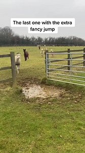 2.8M views · 7.9K reactions | Alpacas Running From the Mud | Animals World | Facebook