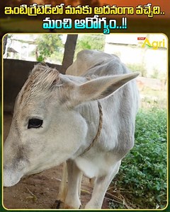 105K views · 890 reactions | Integrated Livestock Farming System. Explore the world of Integrated Livestock Farming with this detailed guide on raising multiple animals like cows, bulls, horses, pigs, ducks, pigeons, and dogs. This farming system combines various livestock in a sustainable, efficient way, promoting biodiversity, optimizing space, and maximizing profits. Learn how integrating different animals can improve farm productivity, | Tone Agri | Facebook