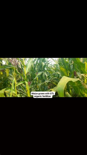 Maize grown under irrigation at UTL Farm in Lilongwe Mbabzi side using UTL organic Fertilizer | UTL Agricultural enterprise