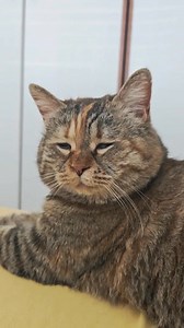 355K views · 38K reactions | My alarm clock wants to sleep more than I do #meow #fatcat | GuangDang | Facebook