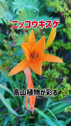 １１時間正直キツイ｜五竜岳