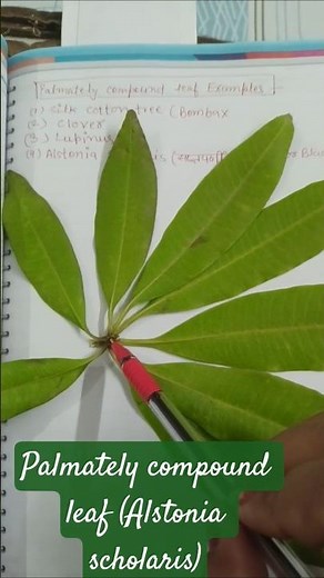 palmately compound 🍀 compound leaf e g. Alstonia#NCERT, Biology