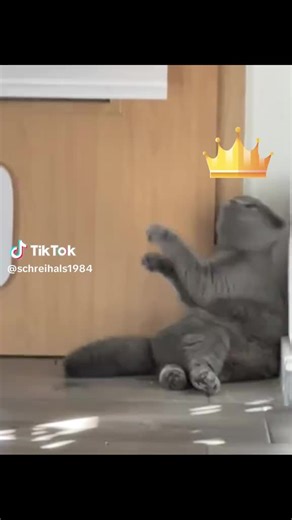 cooki (@cooki3986)’s videos with Originalton - cooki