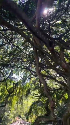 🌳 Nature's Best Architect! | Tree House Goals 😍 #PeradeniyaTree #SalasFreeTime