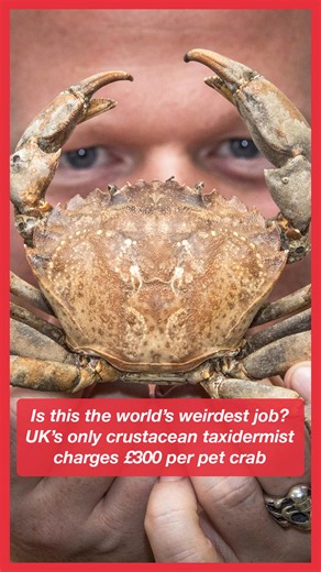 Is this the world's weirdest job? UK's only crustacean taxidermist charges £300 per pet crab