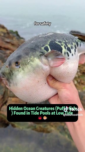 Hidden Ocean Creatures (Pufferfish) Found in Tide Pools at Low Tide 🦀🐡 When the ocean tide goes out, an entire hidden world appears along the shoreline. Tide pools reveal strange marine animals hiding under rocks, inside holes, and between seaweed. Every step can uncover something unexpected. In this adventure exploring coastal tide pools, we discover crabs, sea urchins, king crabs, tonguefish, and even a pufferfish that inflates when it feels threatened. These creatures may look funny or cute
