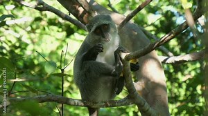 Syke's monkey (Cercopithecus mitis ssp. albogularis) in Jozani Forest on island of Zanzibar, Tanzania, Africa. Close up of feeding on leaves and fruits.
