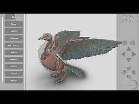 3D Bird Anatomy 2.0 for desktop