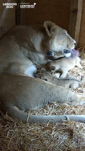 CUBS FIRST STEPS 🦁 Watch some of the first steps from our lion cubs, as they waddle around their den with mum Arya. The trio will likely continue to spend the next few weeks in their den, as they quickly get bigger and stronger everyday. From working through ZSL with partners in India to safeguard Asiatic lions to inspiring change at the Zoo, our work is helped made by possible by Liontrust Heroes 🦁 | London Zoo