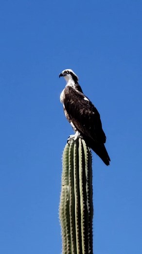 7.7K views · 81 reactions | Check out this bird of prey called an Osprey, known as the backpacker bird since it occurs all over the world and lives on a diet of primarily fish, this is it fishing now by watching the sea intently. | Leaf of Life | Facebook