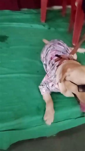 simba hero😎 #shortvideo #youtubeshorts #ytshorts #viralvideo #viral #shorts #labrador #dogshorts
